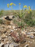 Ferula karataviensis. Цветущее растение. Южный Казахстан, Таласский Алатау, окр. запов. Аксу-Жабаглы, горы Таскора, плато Байтана,, выс. 1600 м н.у.м., степной пояс, оголённые разрушенные известняки. 18 июня 2016 г.