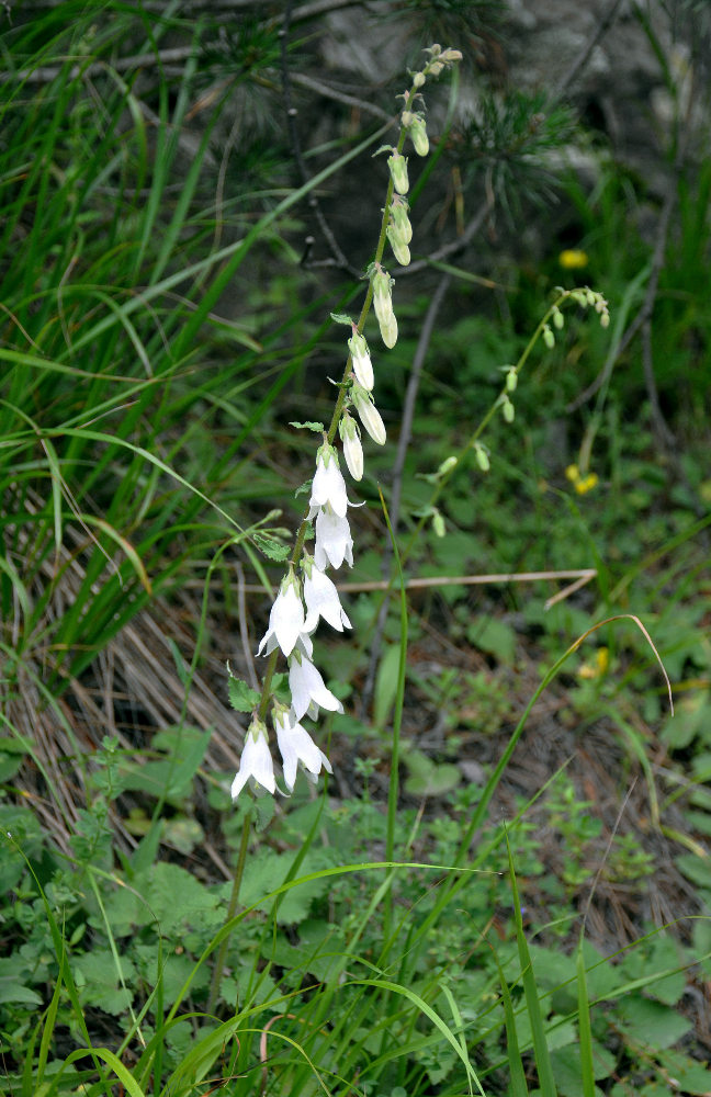 Изображение особи Campanula alliariifolia.