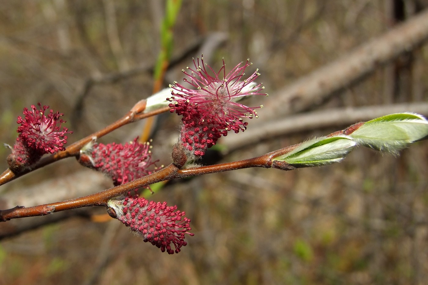 Изображение особи Salix krylovii.