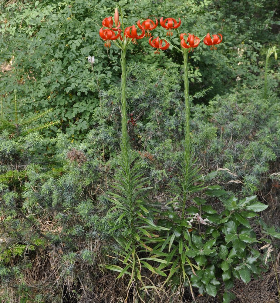 Изображение особи Lilium chalcedonicum.