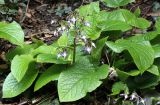 Trachystemon orientalis. Цветущее растение. Краснодарский край, г. Сочи, Дендрарий. 21.03.2017.