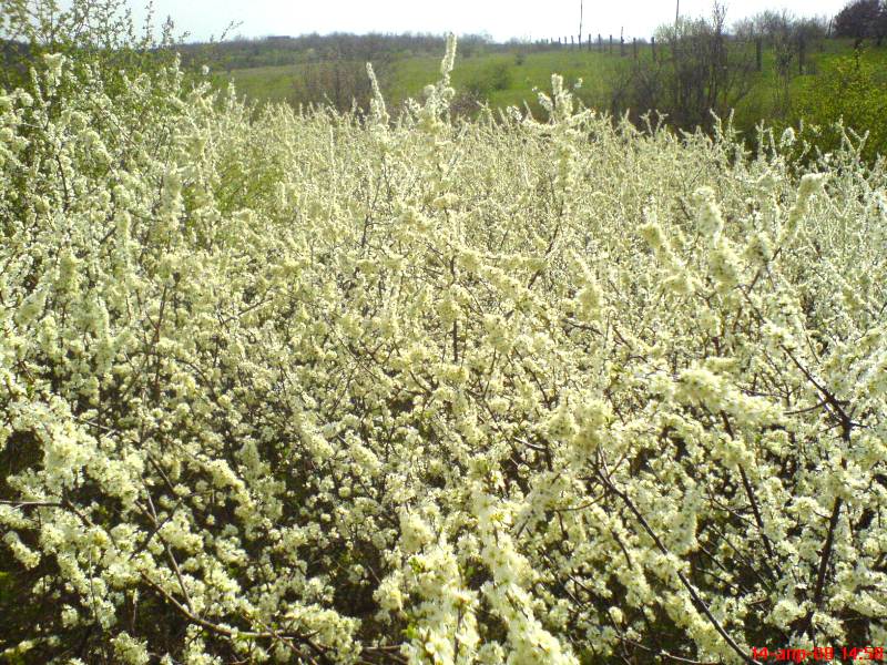 Изображение особи Prunus stepposa.