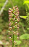 Orchis × wulffiana гибридный подвид suckowii. Соцветие. Черноморское побережье Кавказа, м/о город-курорт Геленджик, окр. пос. Светлый, щель Церковная, шибляк. 6 мая 2017 г.