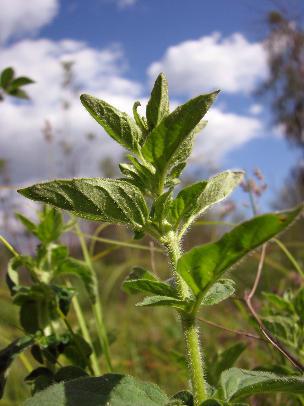 Изображение особи Origanum vulgare.