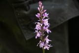 Dactylorhiza fuchsii. Соцветие. Московская обл., Одинцовский р-н, южная часть урочища Хахлы, опушка леса. 11.07.2017.