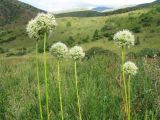 Allium drobovii