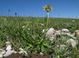 Taraxacum confusum