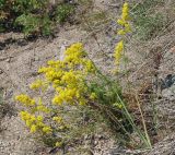 Galium verum. Цветущее растение. Бурятия, п-ов Святой нос, Чивыркуйский залив, окр. пос. Монахово, каменистый сухой склон. 20.07.2009.