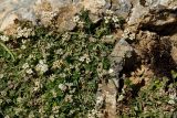 Pimpinella подвид depressa