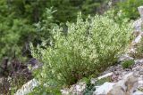 Stachys pubescens