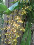 Oncidium cebolleta. Соцветия (на фоне Asplenium sp.). Австралия, г. Брисбен, ботанический сад. 20.11.2016.
