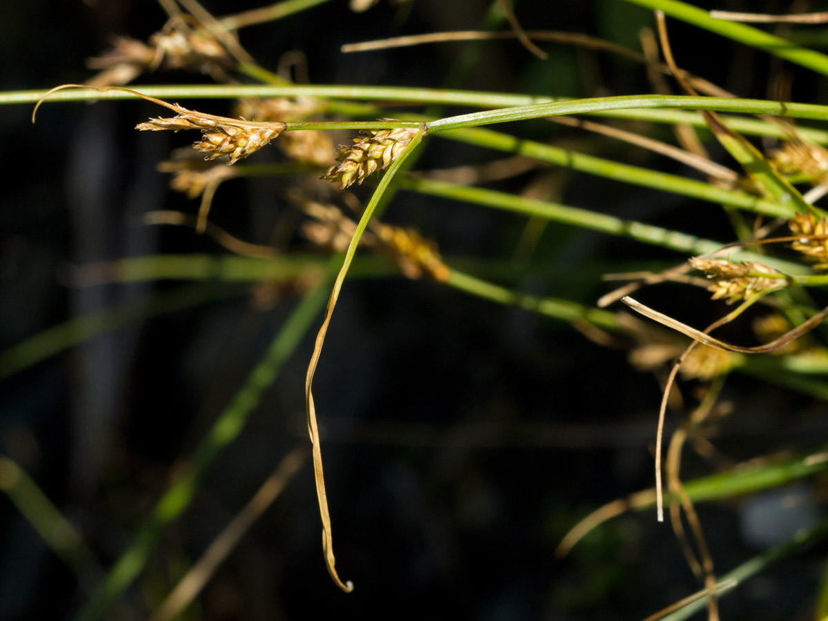Изображение особи Carex cretica.