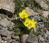 Anemonastrum speciosum. Цветущее растение с сидящим насекомым. Кабардино-Балкария, Эльбрусский р-н, склон горы Чегет, альпийский луг. 09.06.2009.