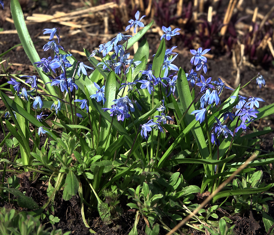 Изображение особи Scilla siberica.