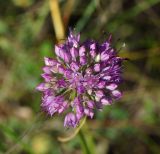 Allium montanostepposum