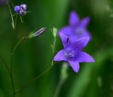 Campanula patula