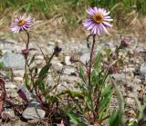 Aster sibiricus