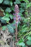 Orobanche pubescens