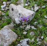 Romulea tempskyana