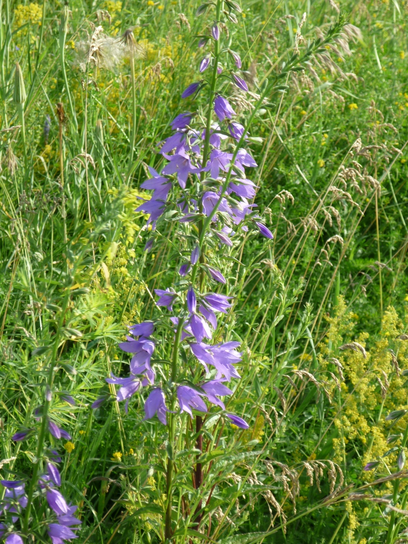 Изображение особи род Campanula.