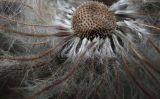 Pulsatilla vernalis