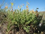 Hedysarum sewerzowii. Плодоносящее растение (на переднем плане листья молодого Phlomoides boraldaica). Южный Казахстан, Таласский Алатау, горы Таскора, пер. Буранши-Асу, 1550 м н.у.м., нагорная степь. 14 июня 2019 г.