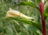 Oenothera rubricaulis. Часть побега с отцветшим цветком. Тверская обл., Кимрский р-н, заросшая свалка строительного мусора рядом с лесной грунтовой дорогой, в 50 м от автобусной остановки Прислон. 07.07.2019.