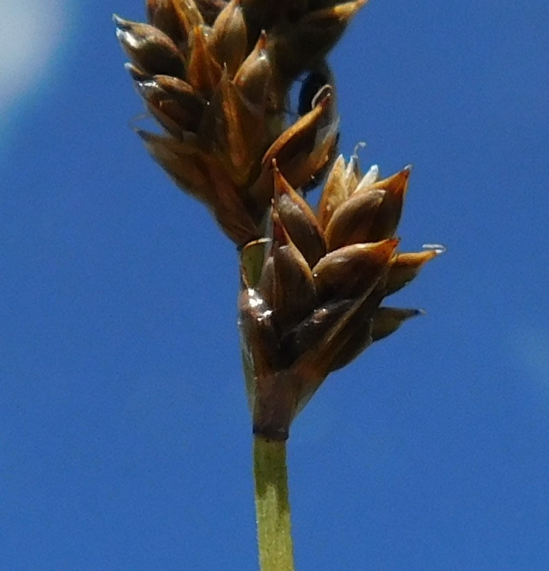 Изображение особи Carex heleonastes.