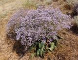 Limonium coriarium