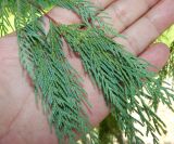 Cupressus cashmeriana. Часть ветви. Краснодарский край, городской округ Сочи, Сочи-Центр, Сочинский дендрарий, в культуре. Июль 2020 г.