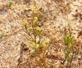 Reseda lutea