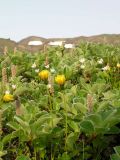 Taraxacum acricorne. Верхушки побегов с соцветиями среди плодоносящих ив. Камчатский край, Елизовский р-н, Гореленский дол, северо-восточный склон вулкана Горелый, горная тундра на каменистом склоне. 23.07.2009.