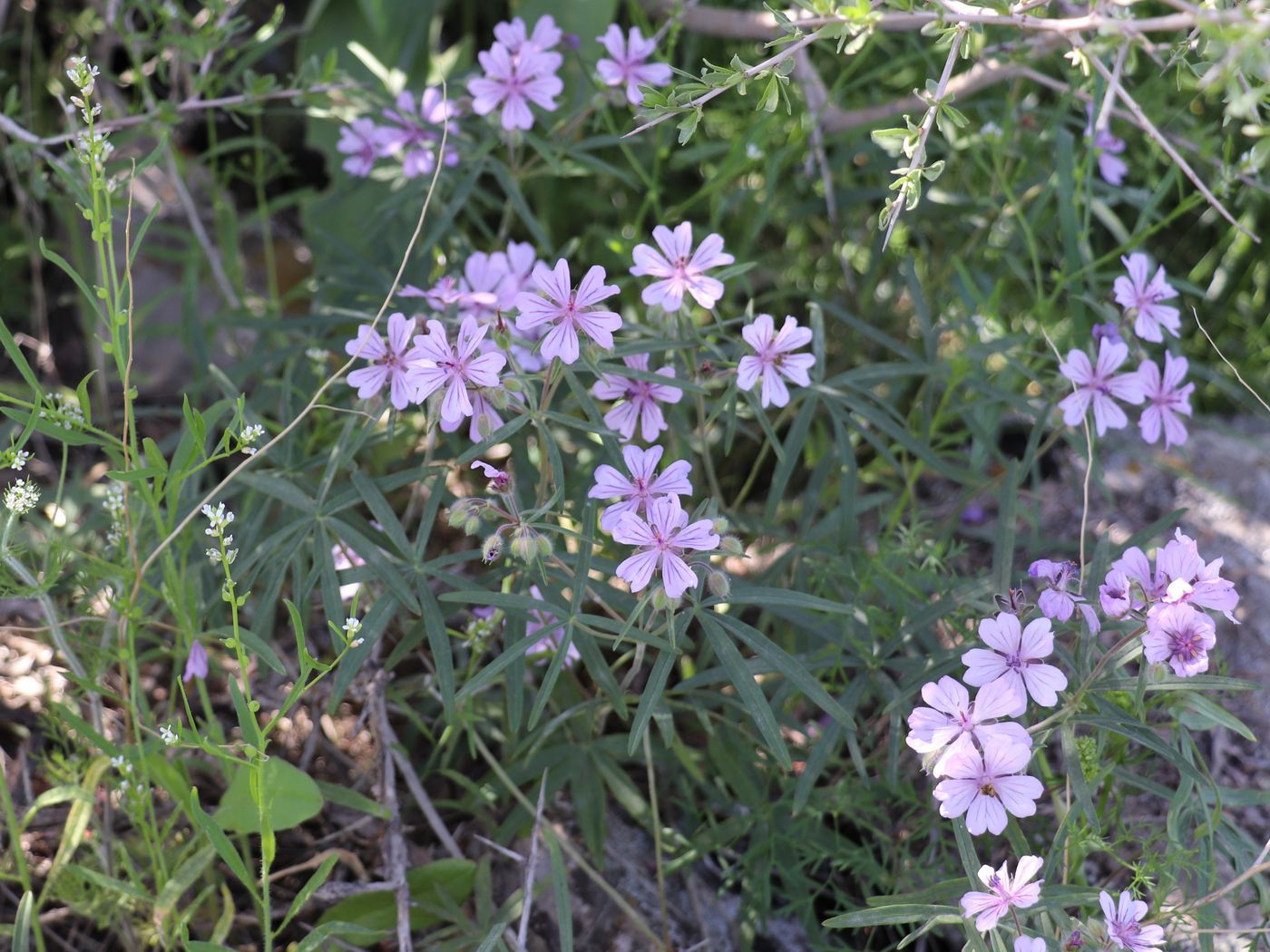 Изображение особи Geranium baschkyzylsaicum.