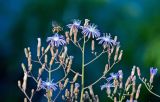 Lactuca tatarica