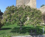 Hibiscus syriacus. Цветущее дерево. Азербайджан, Баку, старый г. (Ичери Шехер), озеленение рядом с \"Девичьей башней\". 08.10.2023.