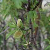 Amygdalus communis. Веточка с плодами. Крым, хр. Узун-Сырт, степной склон с выходами известняков. 31 мая 2021 г.