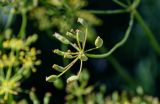 familia Apiaceae. Незрелое соплодие. Киргизия, Джалал-Абадская обл., Западный Тянь-Шань, Чаткальский хр., перевал Кутурма, ≈ 2200 м н.у.м., каменистый склон. 15.07.2022.