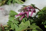 Corydalis solida. Соцветие присыпанного снегом растения. С.-Петербург, Кировский р-н, палисадник во дворе жилого дома. 21.04.2024.