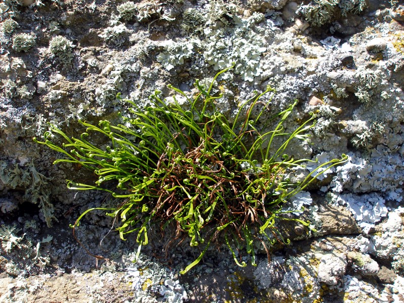 Изображение особи Asplenium septentrionale.