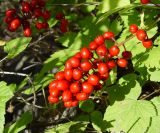 Actaea erythrocarpa