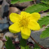 Potentilla anserina