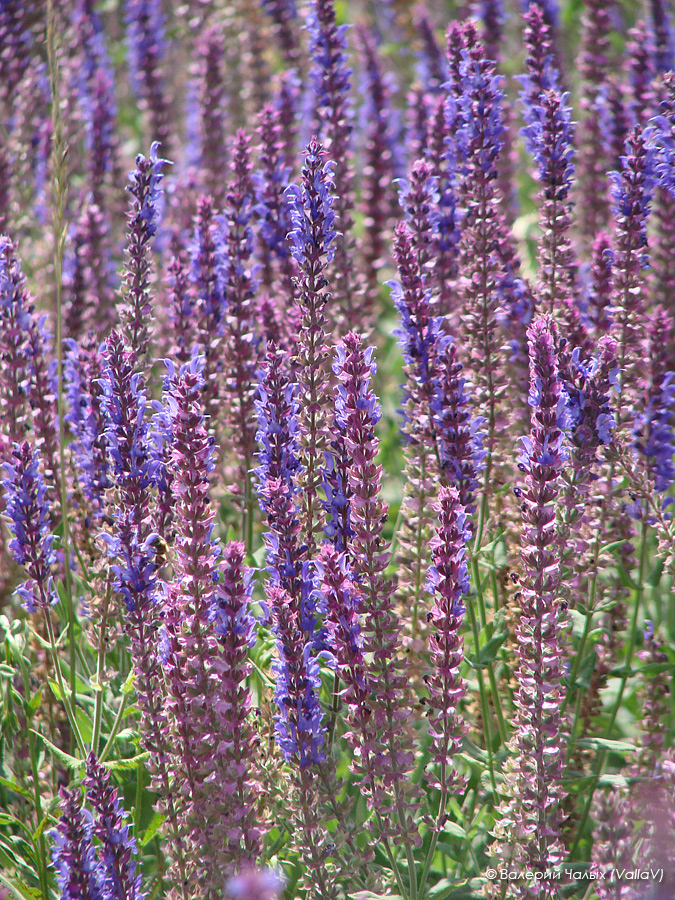 Изображение особи Salvia tesquicola.