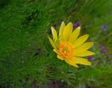 Adonis vernalis