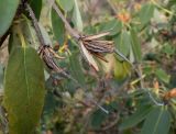 Rhododendron campylocarpum. Прошлогодние вскрывшиеся плоды. Германия, г. Дюссельдорф, Ботанический сад университета. 02.03.2014.