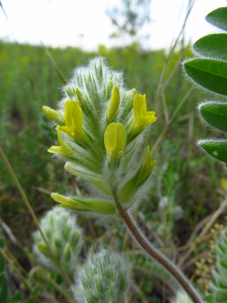 Изображение особи Astragalus dasyanthus.