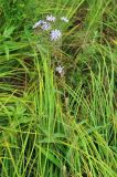 Lactuca sibirica