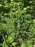 Sonchus palustris