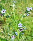 Cynoglossum creticum. Верхушка цветущего растения. Республика Абхазия, Новый Афон, вершина Иверской горы. Август 2014 г.