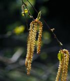 Betula pendula