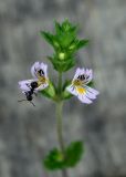 Euphrasia pectinata